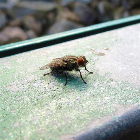 are there flies in china
